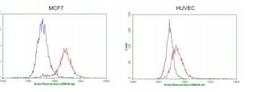 Flow Cytometry: GATA-3 Antibody (8H4) [NBP2-45810] - Flow cytometric Analysis of penetrated MCF-7 cells,, compared to a nonspecific negative control antibody,(Blue). The right is HUVEC cells as negtive control.(1:100)