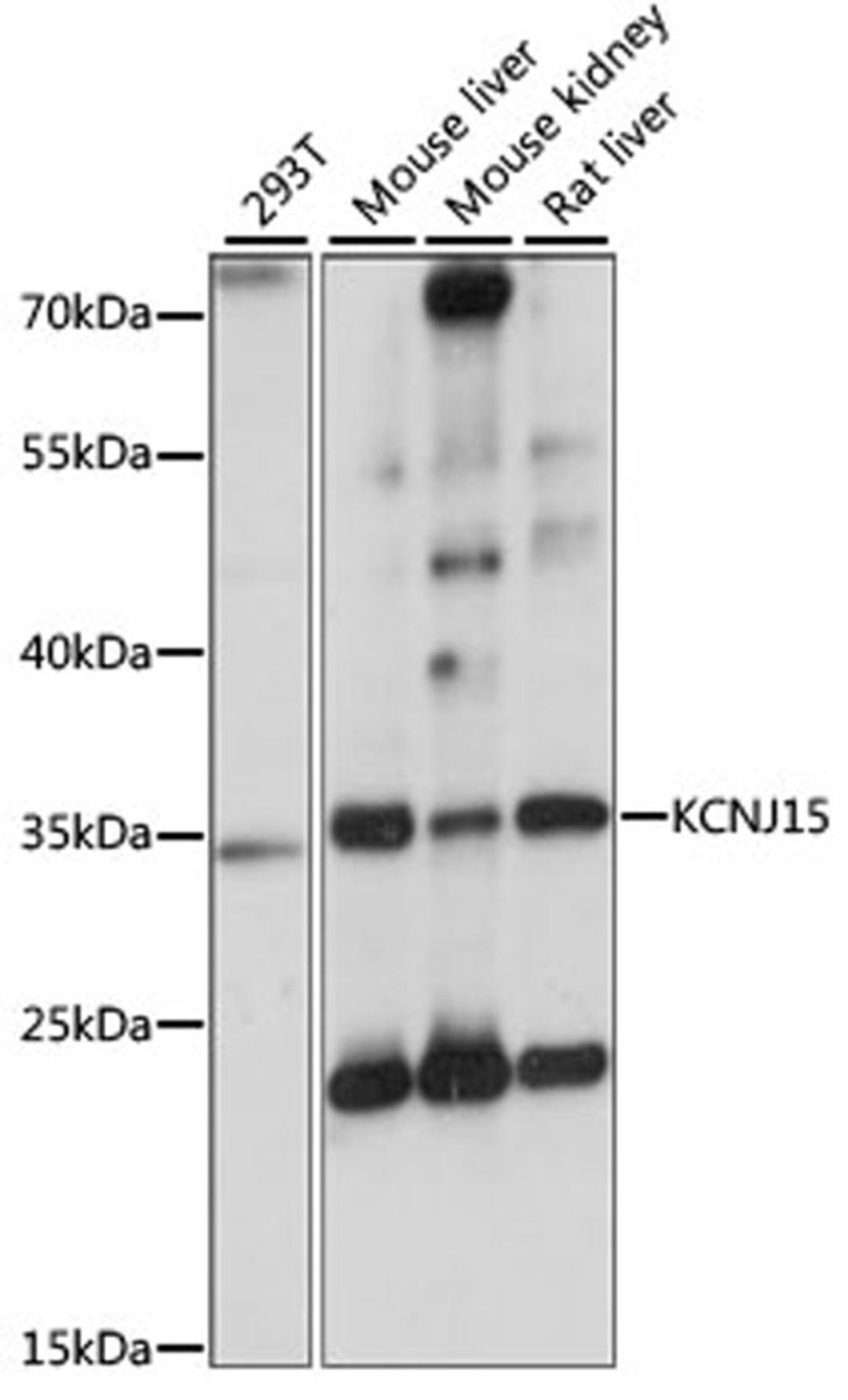 Western blot - KCNJ15 antibody (A15282)