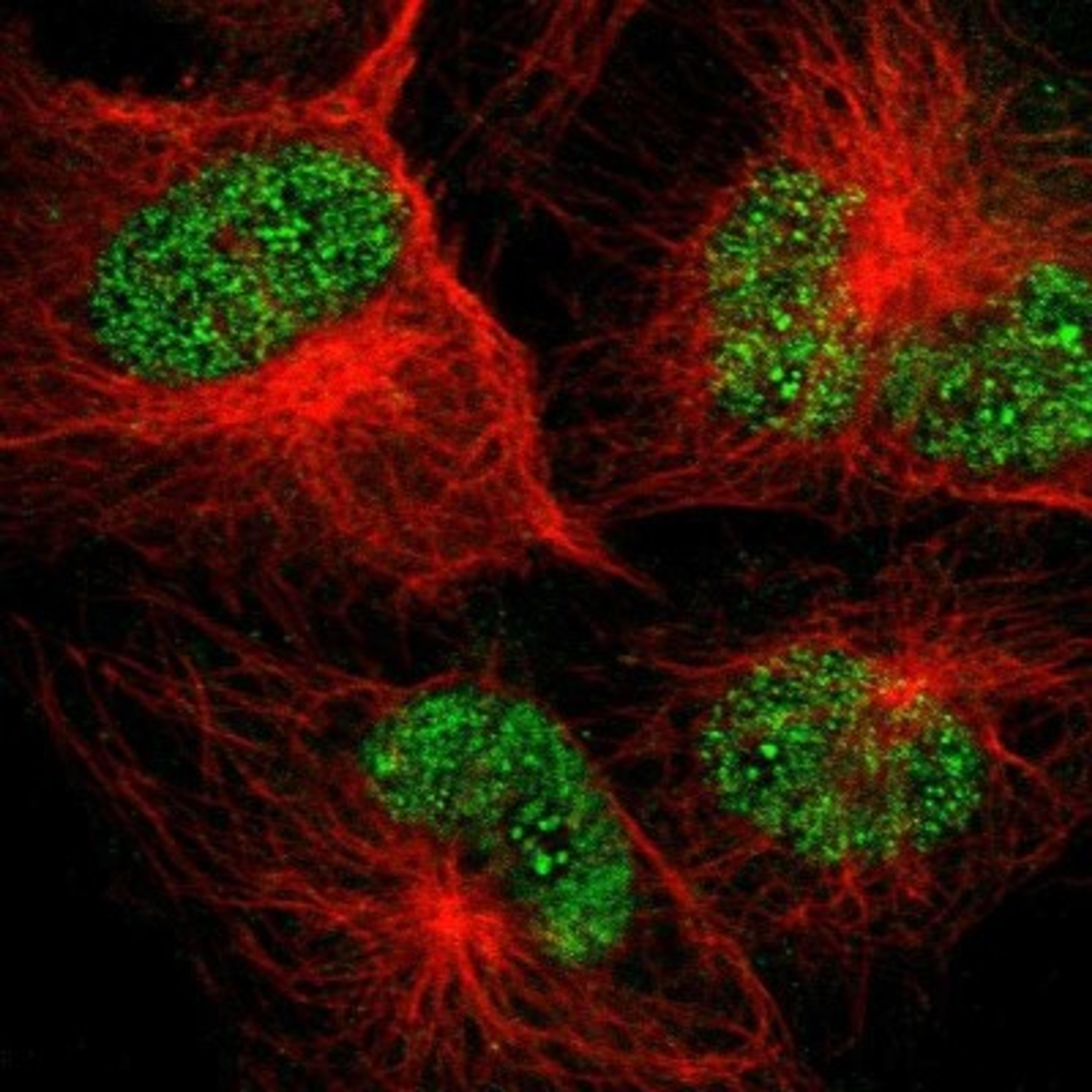 Immunocytochemistry/Immunofluorescence: ASB11 Antibody [NBP1-85020] - Immunofluorescent staining of human cell line U-251MG shows positivity in nucleus but not nucleoli.