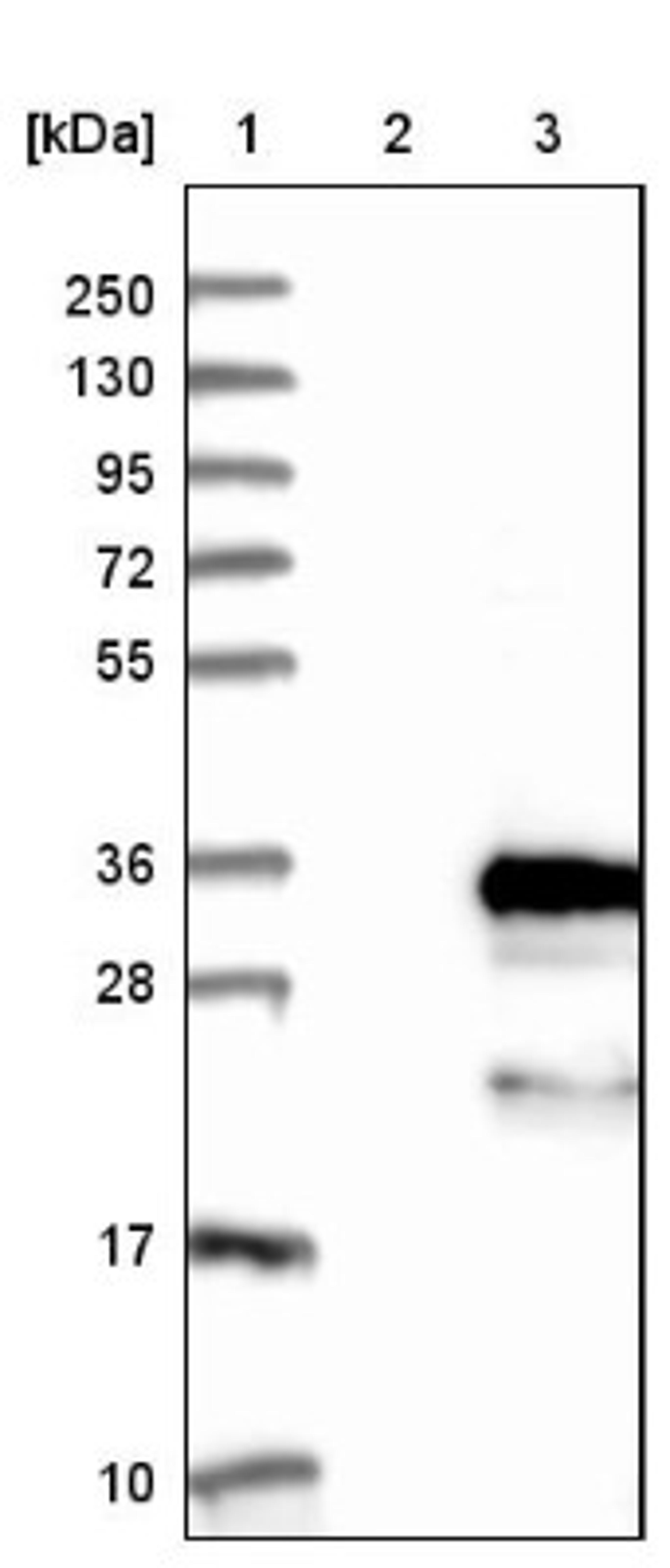 Western Blot: FBXO44 Antibody [NBP1-84728] - Lane 1: Marker [kDa] 250, 130, 95, 72, 55, 36, 28, 17, 10<br/>Lane 2: Negative control (vector only transfected HEK293T lysate)<br/>Lane 3: Over-expression lysate (Co-expressed with a C-terminal myc-DDK tag (~3.1 kDa) in mammalian HEK293T cells, LY405198)