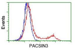 Flow Cytometry: PACSIN3 Antibody (4F8) [NBP2-03475] - HEK293T cells transfected with either overexpression plasmid (Red) or empty vector control plasmid (Blue) were immunostained by anti-PACSIN3 antibody, and then analyzed by flow cytometry.