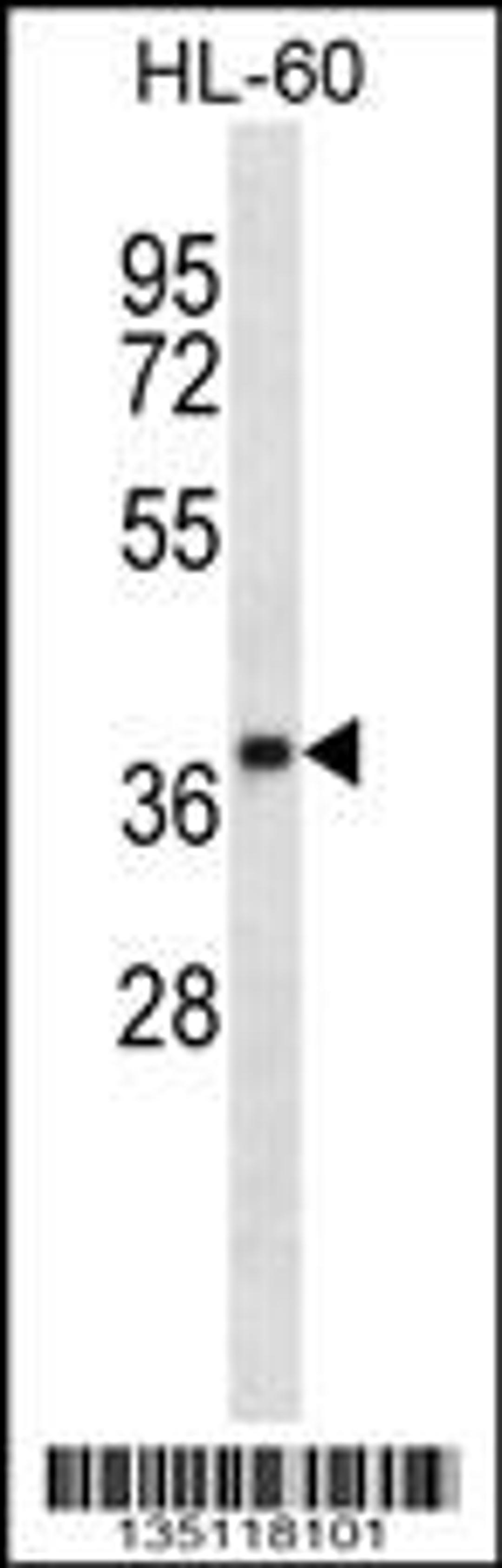 Western blot analysis in HL-60 cell line lysates (35ug/lane).