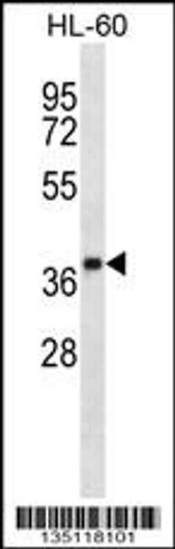 Western blot analysis in HL-60 cell line lysates (35ug/lane).