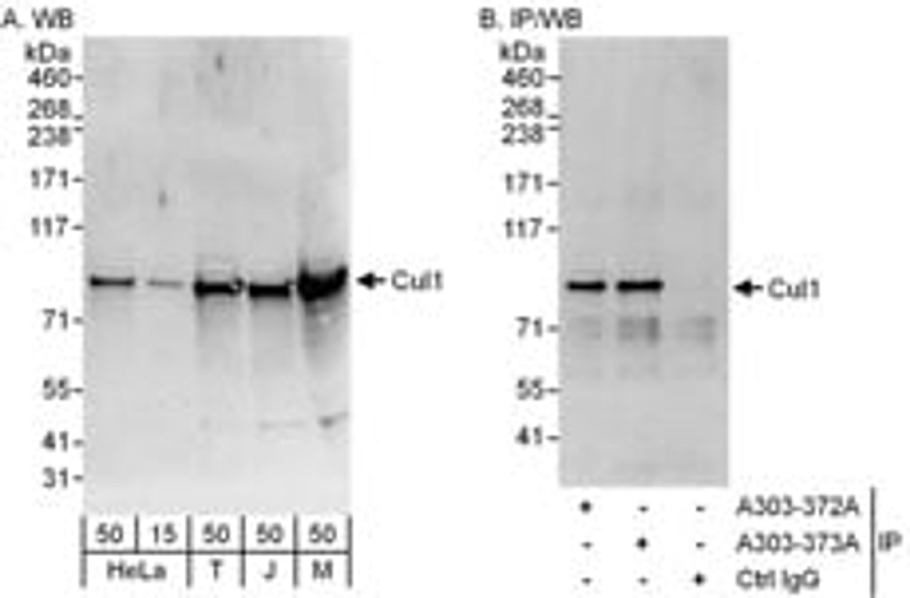 Detection of human and mouse Cul1 by western blot (h and m) and immunoprecipitation (h).