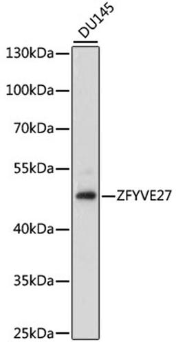 Western blot - ZFYVE27 antibody (A15943)