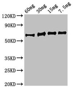 Western Blot. Positive WB detected in Recombinant protein. All lanes: eno antibody at 3.5µg/ml. Secondary. Goat polyclonal to rabbit IgG at 1/50000 dilution. Predicted band size: 64 kDa. Observed band size: 64 kDa