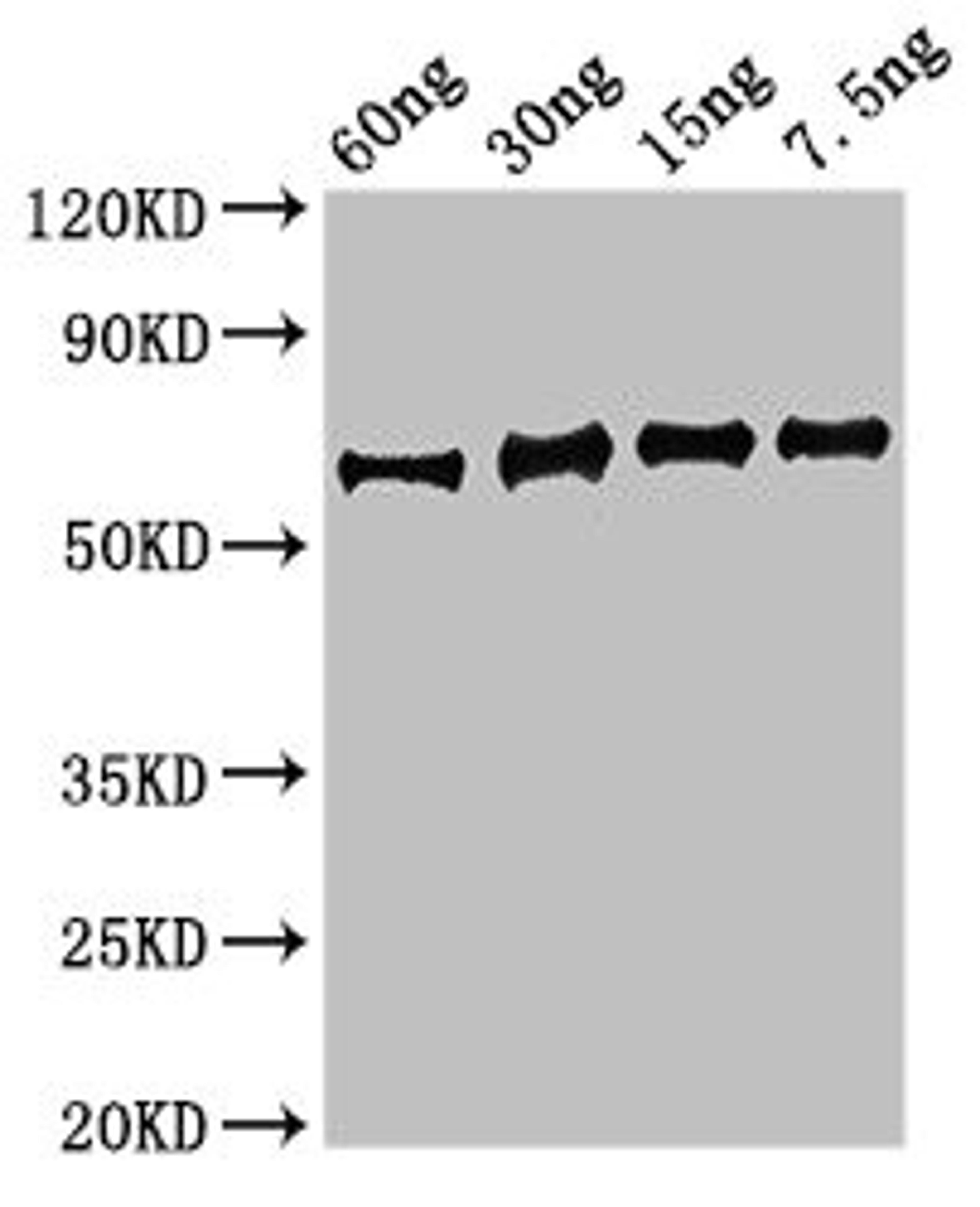 Western Blot. Positive WB detected in Recombinant protein. All lanes: eno antibody at 3.5µg/ml. Secondary. Goat polyclonal to rabbit IgG at 1/50000 dilution. Predicted band size: 64 kDa. Observed band size: 64 kDa