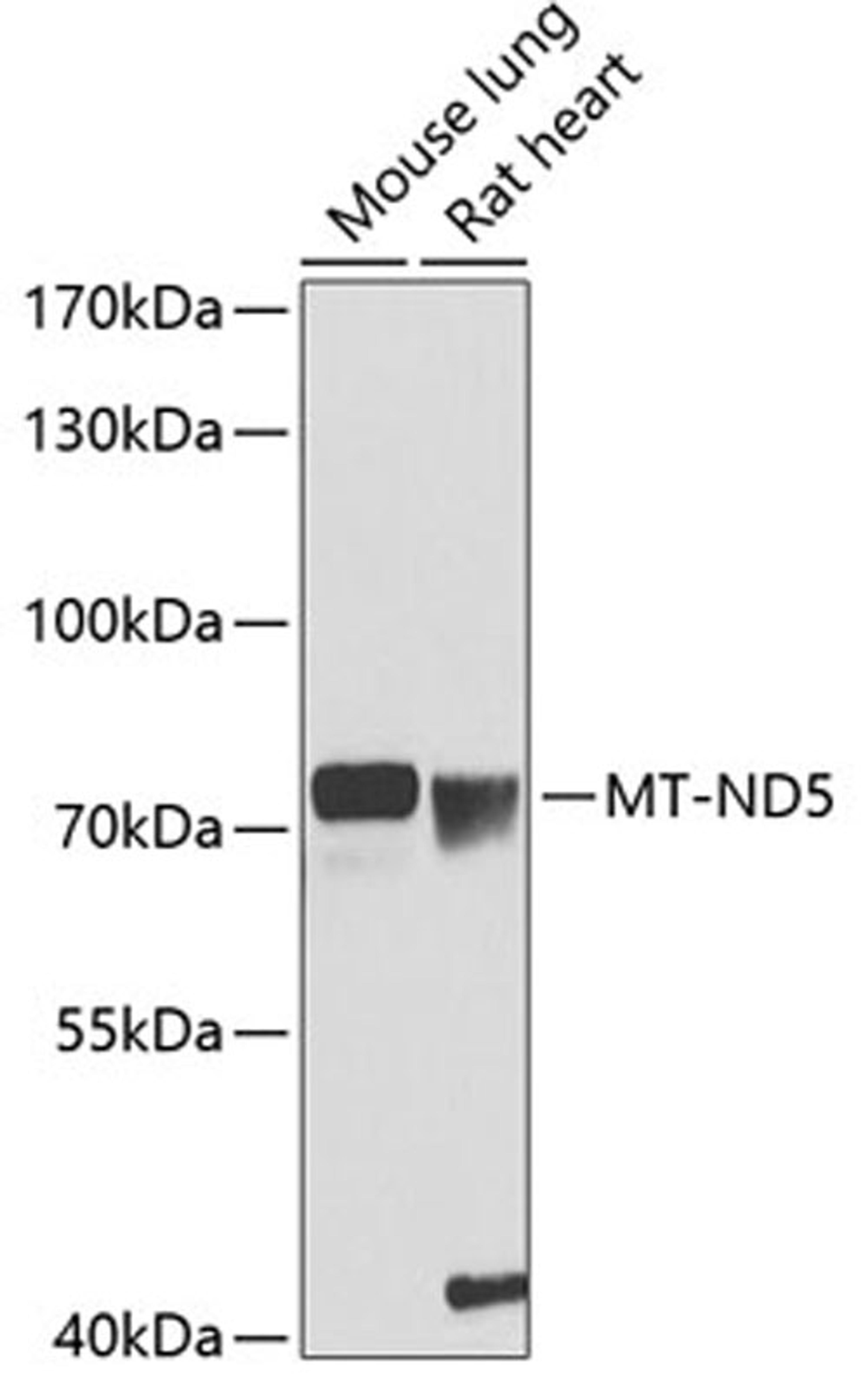 Western blot - MT-ND5 antibody (A12465)