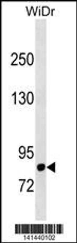 Western blot analysis in WiDr cell line lysates (35ug/lane).