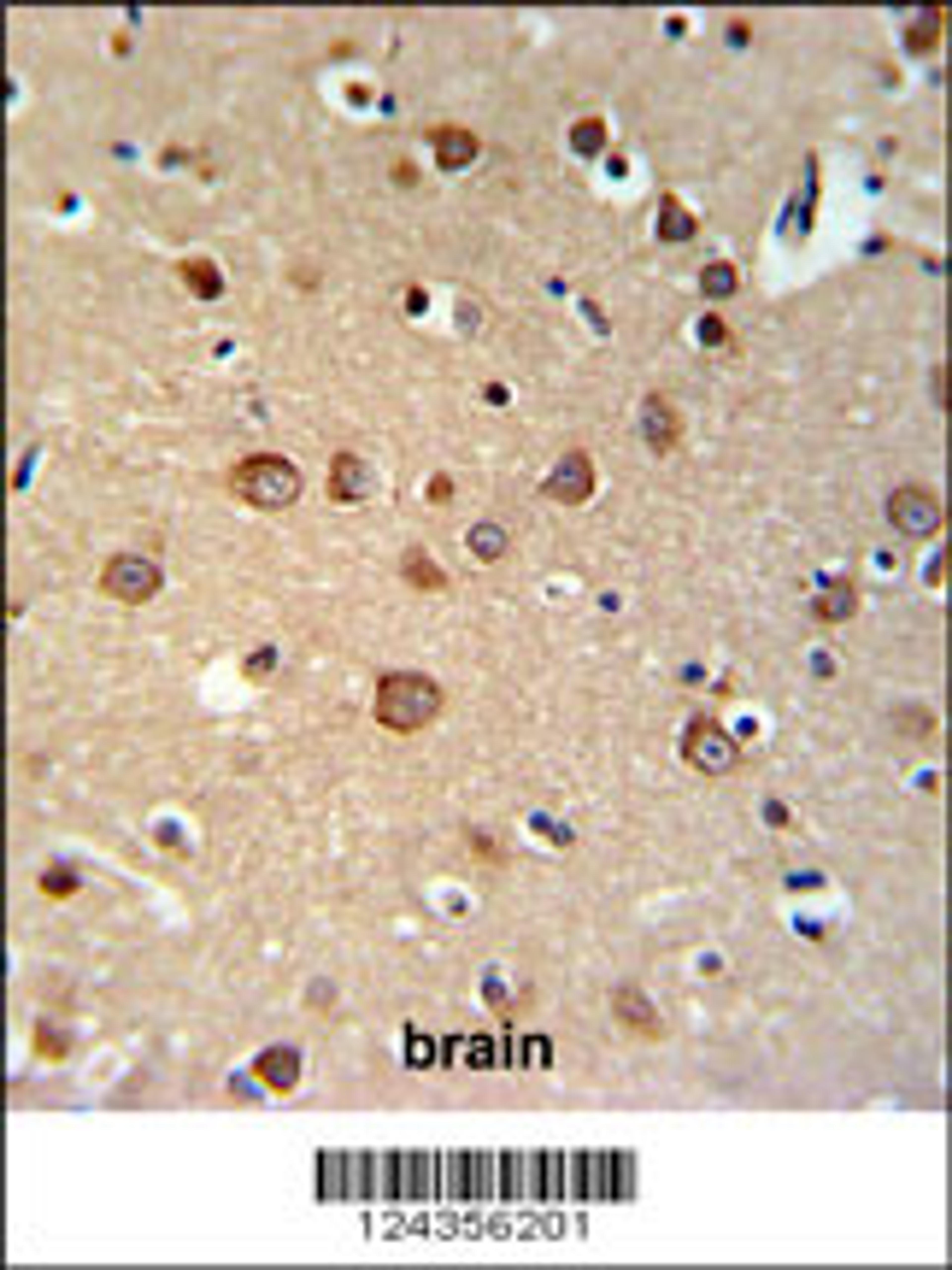 PDE6C Antibody IHC analysis in formalin fixed and paraffin embedded brain tissue followed by peroxidase conjugation of the secondary antibody and DAB staining.