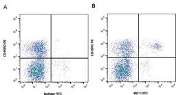 Figure A. Mouse anti Bovine CD45RO. Figure B. Mouse anti Bovine CD45RO and Mouse anti Bovine WC1.