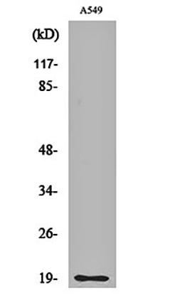 Western blot analysis of A549 cell lysates using CD3- delta antibody