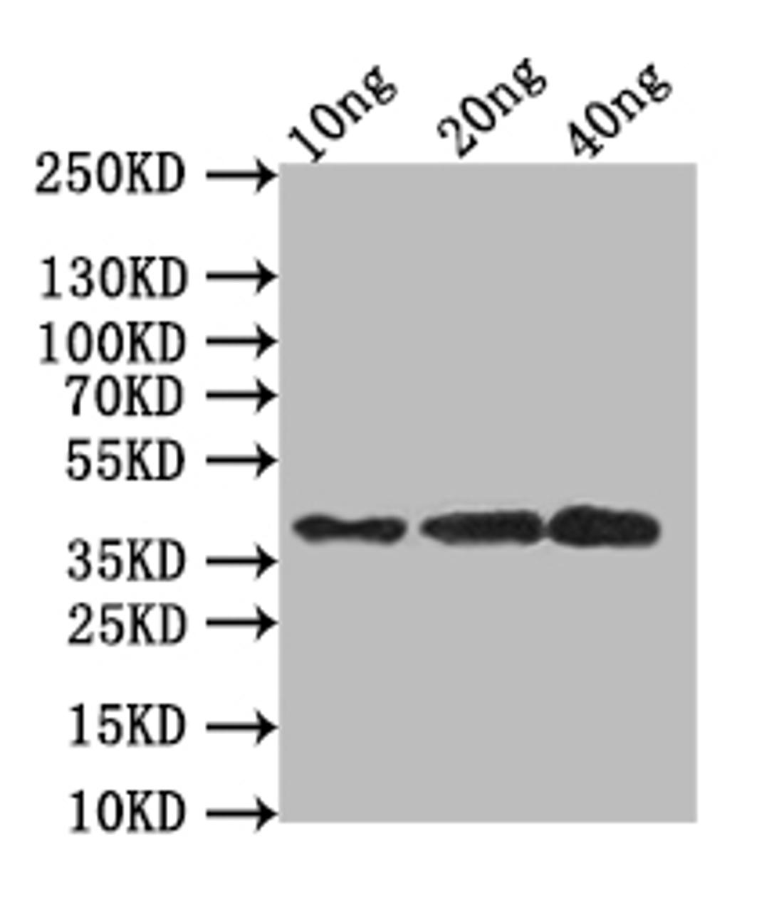 Western Blot. Positive WB detected in: recombinant protein. All lanes:SBT6.1 Antibody at 1:1000. Secondary. Goat polyclonal to rabbit IgG at 1/50000 dilution. Predicted band size: 36.6 kDa. Observed band size: 37 kDa.