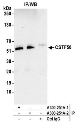 Detection of human CSTF50 by western blot of immunoprecipitates.