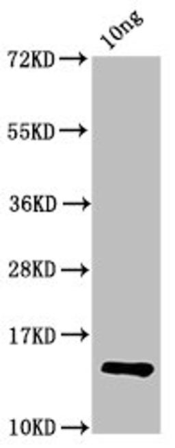 Western Blot. Positive WB detected in Recombinant protein. All lanes: P antibody at 2.7µg/ml. Secondary. Goat polyclonal to rabbit IgG at 1/50000 dilution. Predicted band size: 14 kDa. Observed band size: 14 kDa