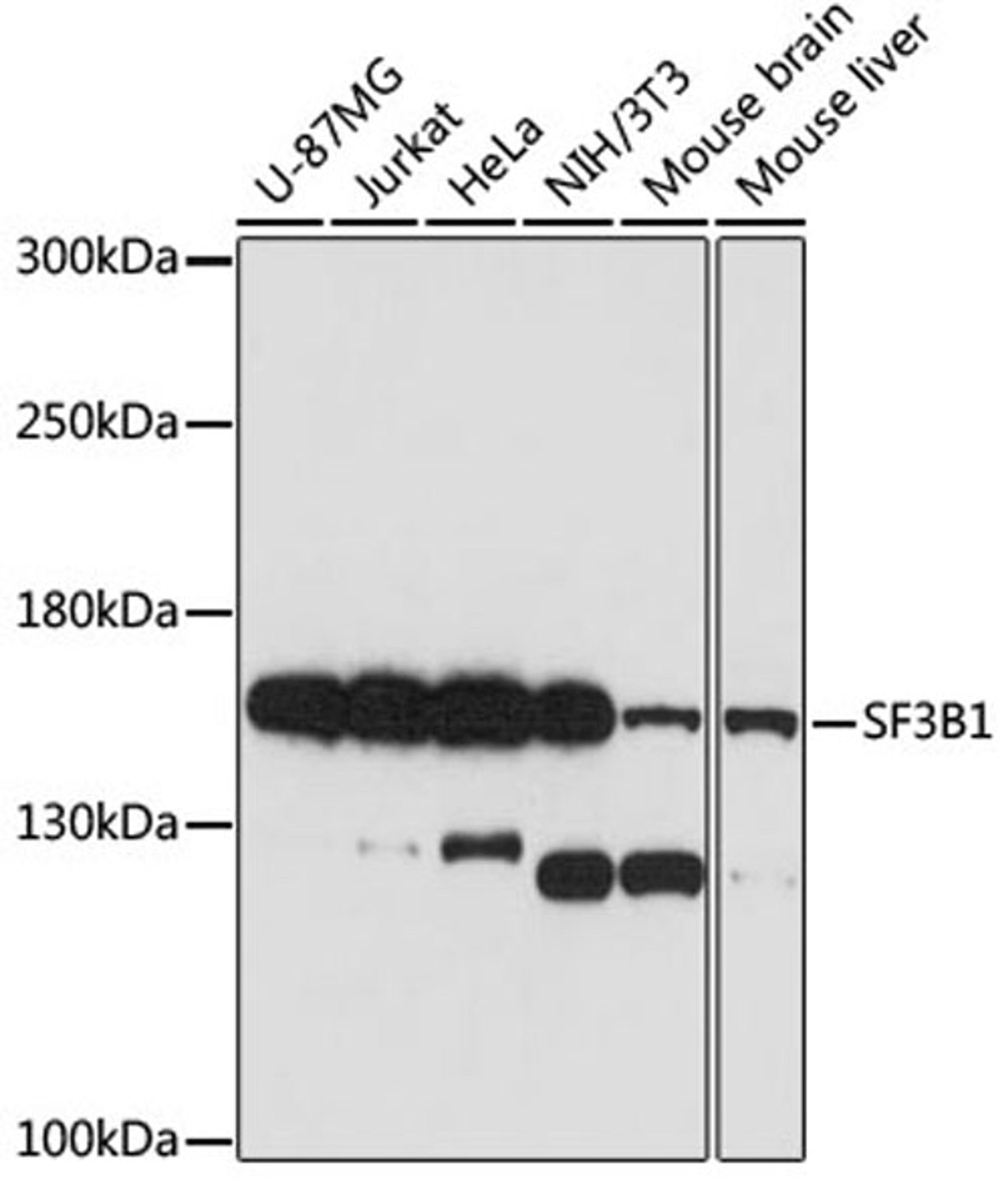 Western blot - SF3B1 antibody (A15801)