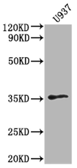 Western Blot. Positive WB detected in: U937 whole cell lysate. All lanes: OR1K1 antibody at 1:2000. Secondary. Goat polyclonal to rabbit IgG at 1/50000 dilution. Predicted band size: 35 kDa. Observed band size: 35 kDa. 