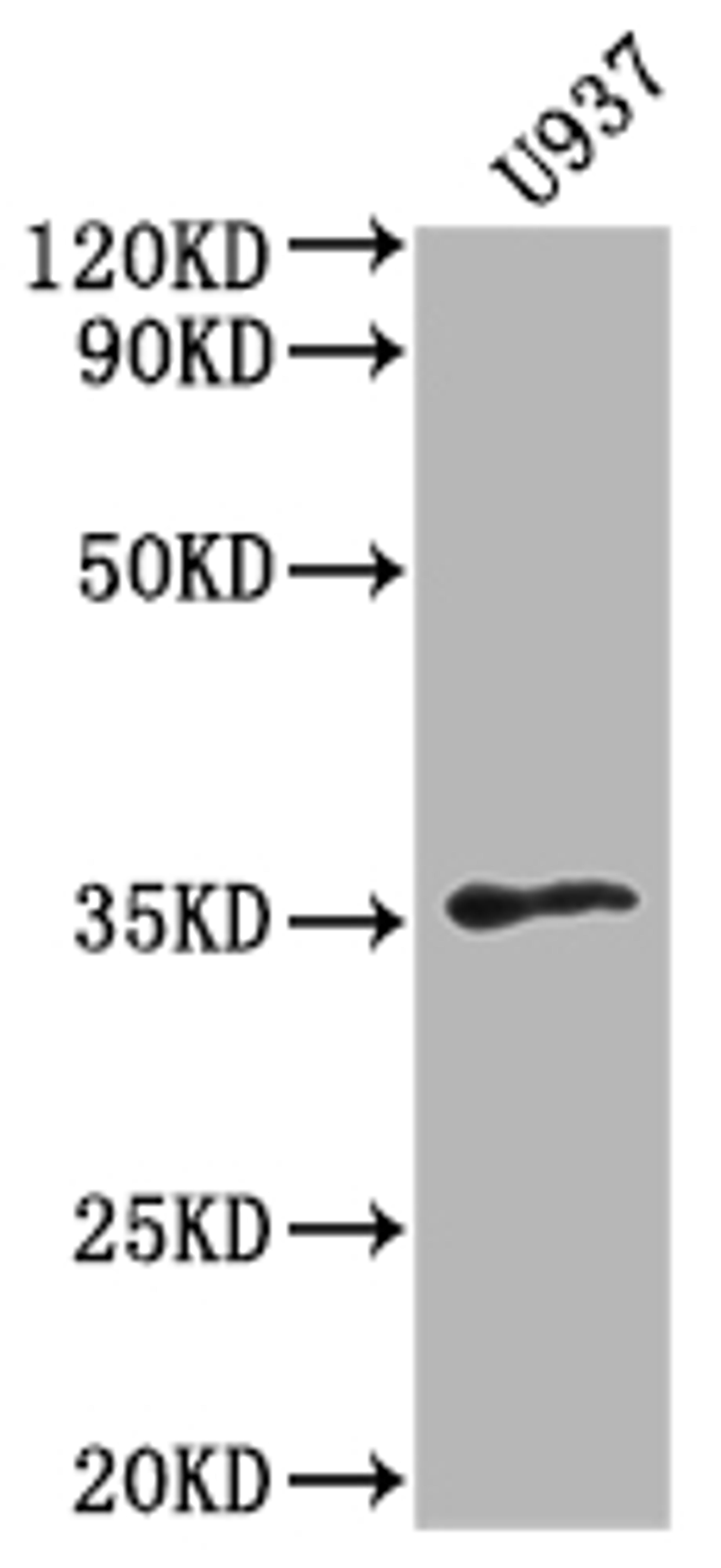 Western Blot. Positive WB detected in: U937 whole cell lysate. All lanes: OR1K1 antibody at 1:2000. Secondary. Goat polyclonal to rabbit IgG at 1/50000 dilution. Predicted band size: 35 kDa. Observed band size: 35 kDa. 