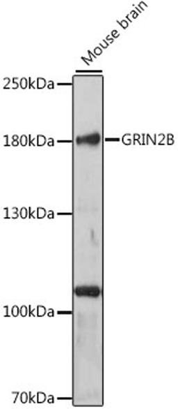 Western blot - GRIN2B antibody (A3056)