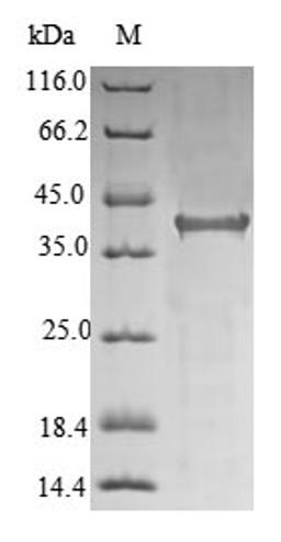 (Tris-Glycine gel) Discontinuous SDS-PAGE (reduced) with 5% enrichment gel and 15% separation gel.