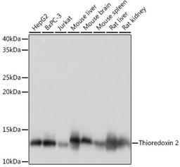 Western blot - Thioredoxin 2 Rabbit mAb (A4424)