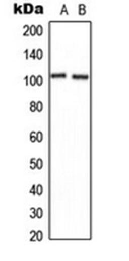 Western blot analysis of U2OS (Lane 1), NIH3T3 (Lane 2) whole cell lysates using CNGB1 antibody