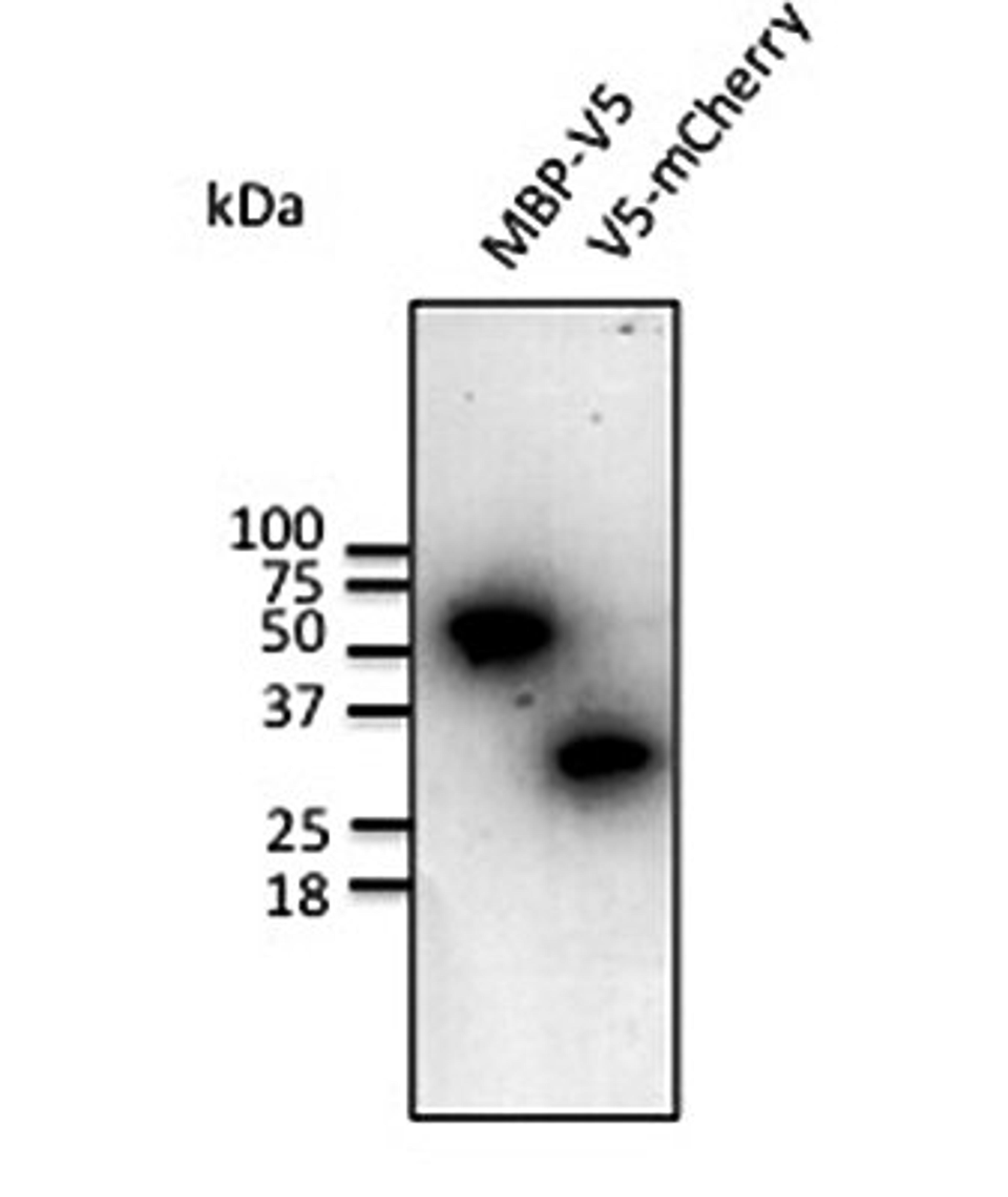 Western blot analysis of 293 cell line lysate and MBP-V5 recombinant protein using V5 epitope antibody.