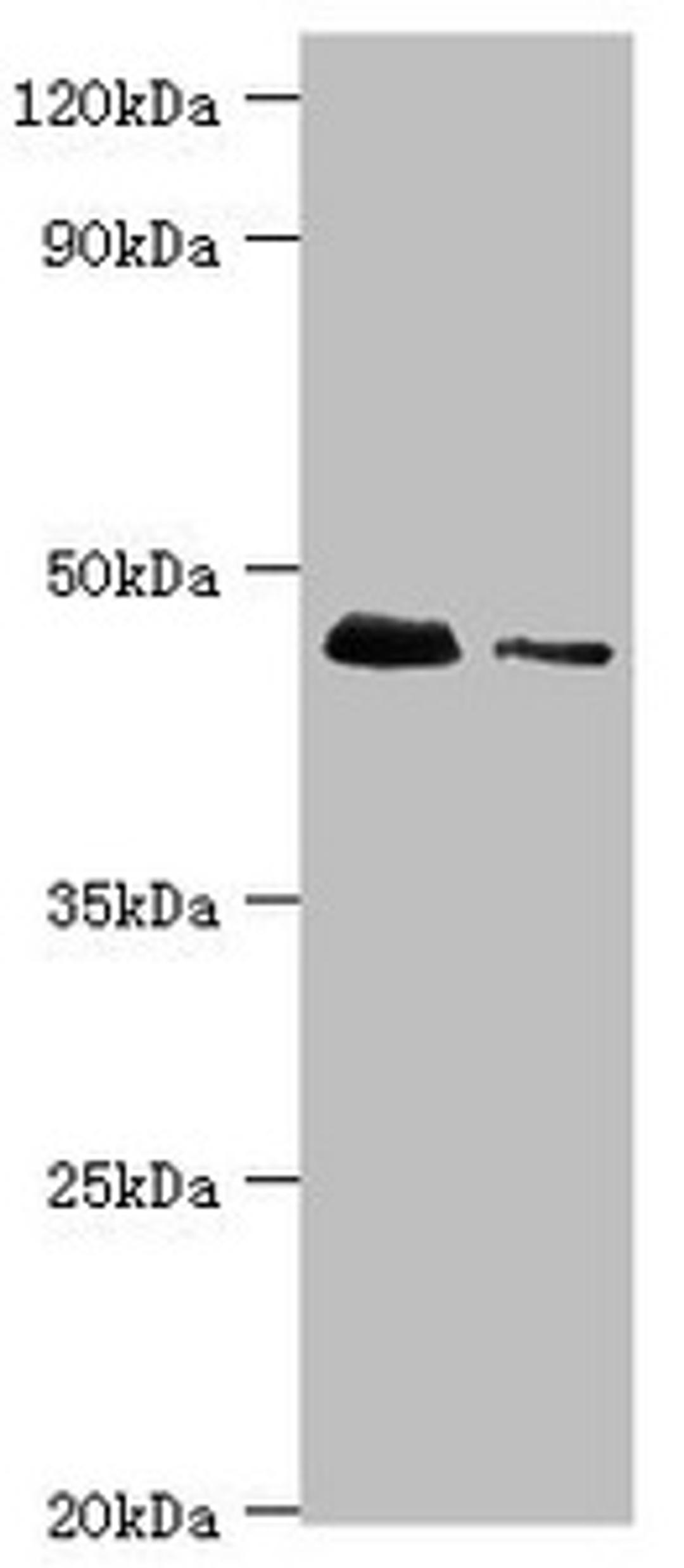 Western blot. All lanes: 28S ribosomal protein S29, mitochondrial antibody at 10ug/ml. Lane 1: Hela whole cell lysate. Lane 2: 293T whole cell lysate. Secondary. Goat polyclonal to rabbit IgG at 1/10000 dilution. Predicted band size: 46, 42 kDa. Observed band size: 46 kDa.