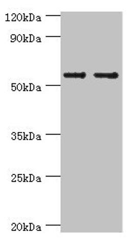 Western blot. All lanes: SLC2A1 antibody at 6µg/ml. Lane 1: NIH/3T3 whole cell lysate. Lane 2: Hela whole cell lysate. Secondary. Goat polyclonal to rabbit IgG&nbsp;at 1/10000 dilution. Predicted band size: 54 kDa. Observed band size: 54 kDa