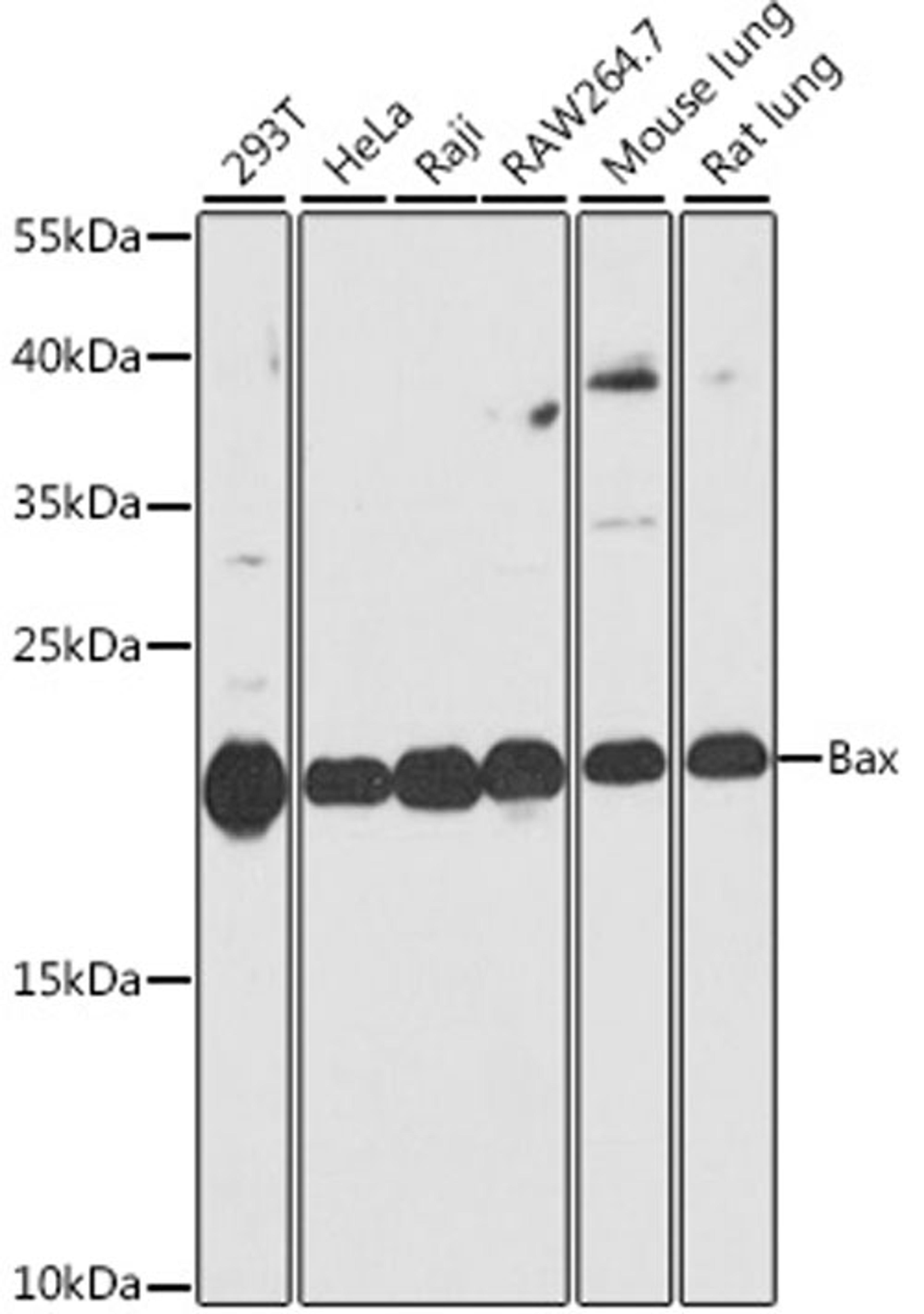 Western blot - Bax antibody (A12009)