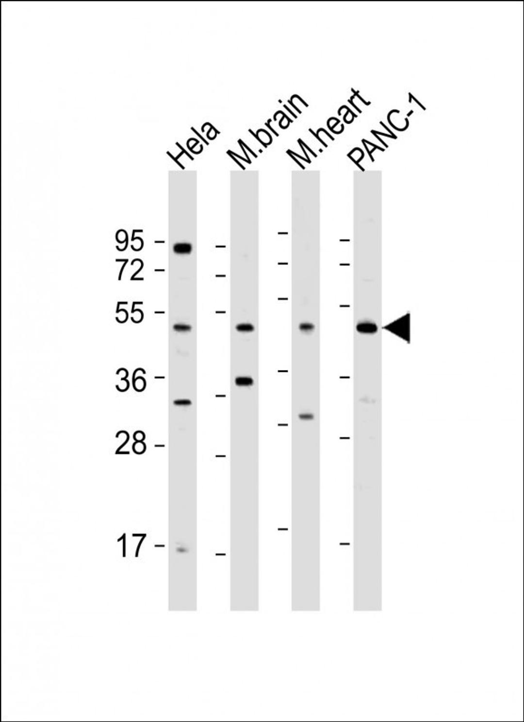 Western Blot at 1:500 dilution Lane 1: Hela whole cell lysate Lane 2: mouse brain lysate Lane 3: mouse heart lysate Lane 4: PANC-1 whole cell lysate Lysates/proteins at 20 ug per lane.