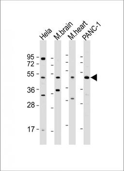 Western Blot at 1:500 dilution Lane 1: Hela whole cell lysate Lane 2: mouse brain lysate Lane 3: mouse heart lysate Lane 4: PANC-1 whole cell lysate Lysates/proteins at 20 ug per lane.