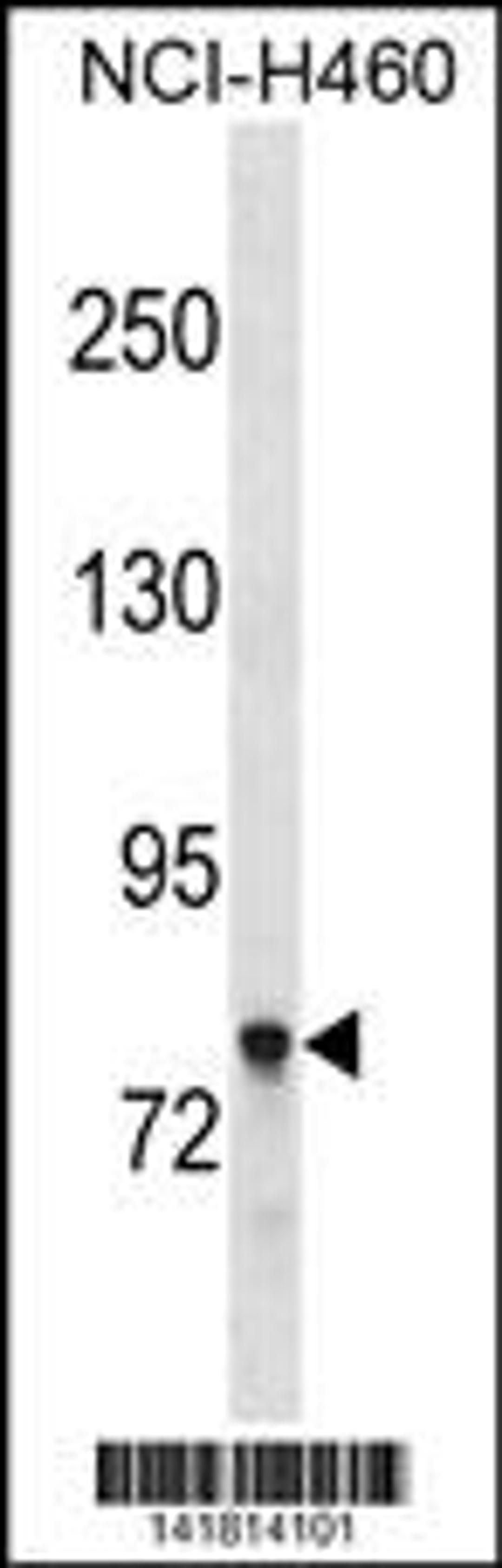 Western blot analysis in NCI-H460 cell line lysates (35ug/lane).