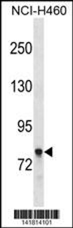 Western blot analysis in NCI-H460 cell line lysates (35ug/lane).