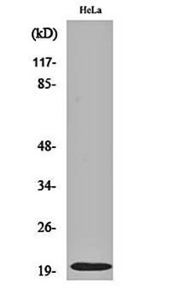 Western blot analysis of Hela cell lysates using Cleaved-Caspase-5 p20 (D121) antibody