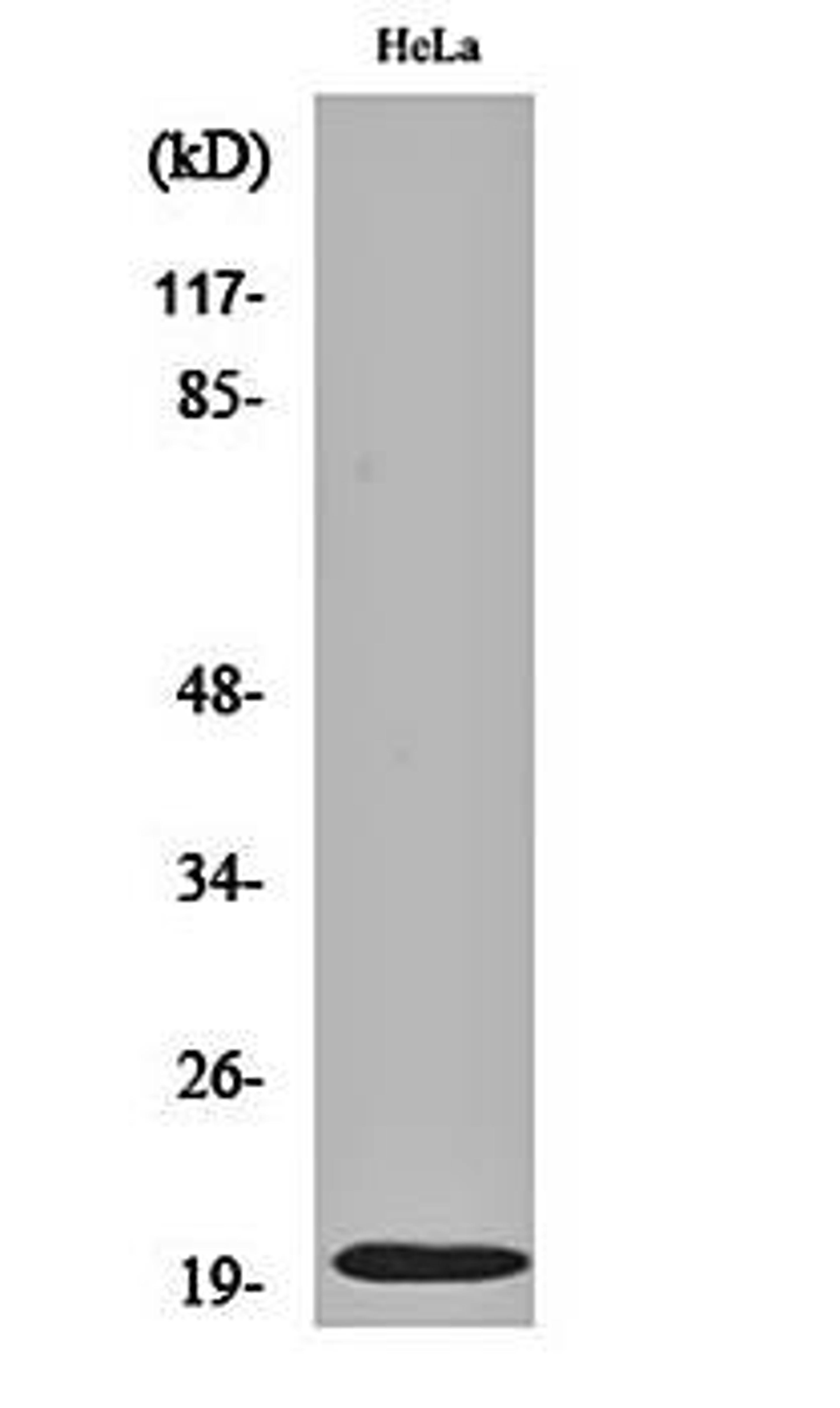 Western blot analysis of Hela cell lysates using Cleaved-Caspase-5 p20 (D121) antibody