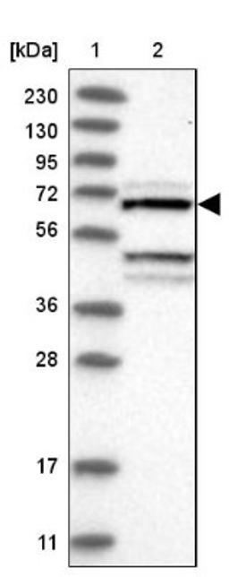 Western Blot: DYRK4 Antibody [NBP1-89511] - Lane 1: Marker [kDa] 230, 130, 95, 72, 56, 36, 28, 17, 11<br/>Lane 2: Human cell line RT-4