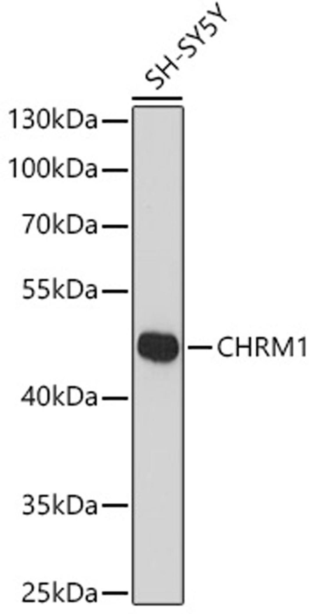 Western blot - CHRM1 antibody (A16819)