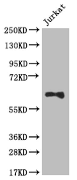Western Blot. Positive WB detected in: Jurkat whole cell lysate. All lanes: SLC2A3 antibody at 1:1000. Secondary. Goat polyclonal to rabbit IgG at 1/50000 dilution. Predicted band size: 54 kDa. Observed band size: 55-70 kDa. 
