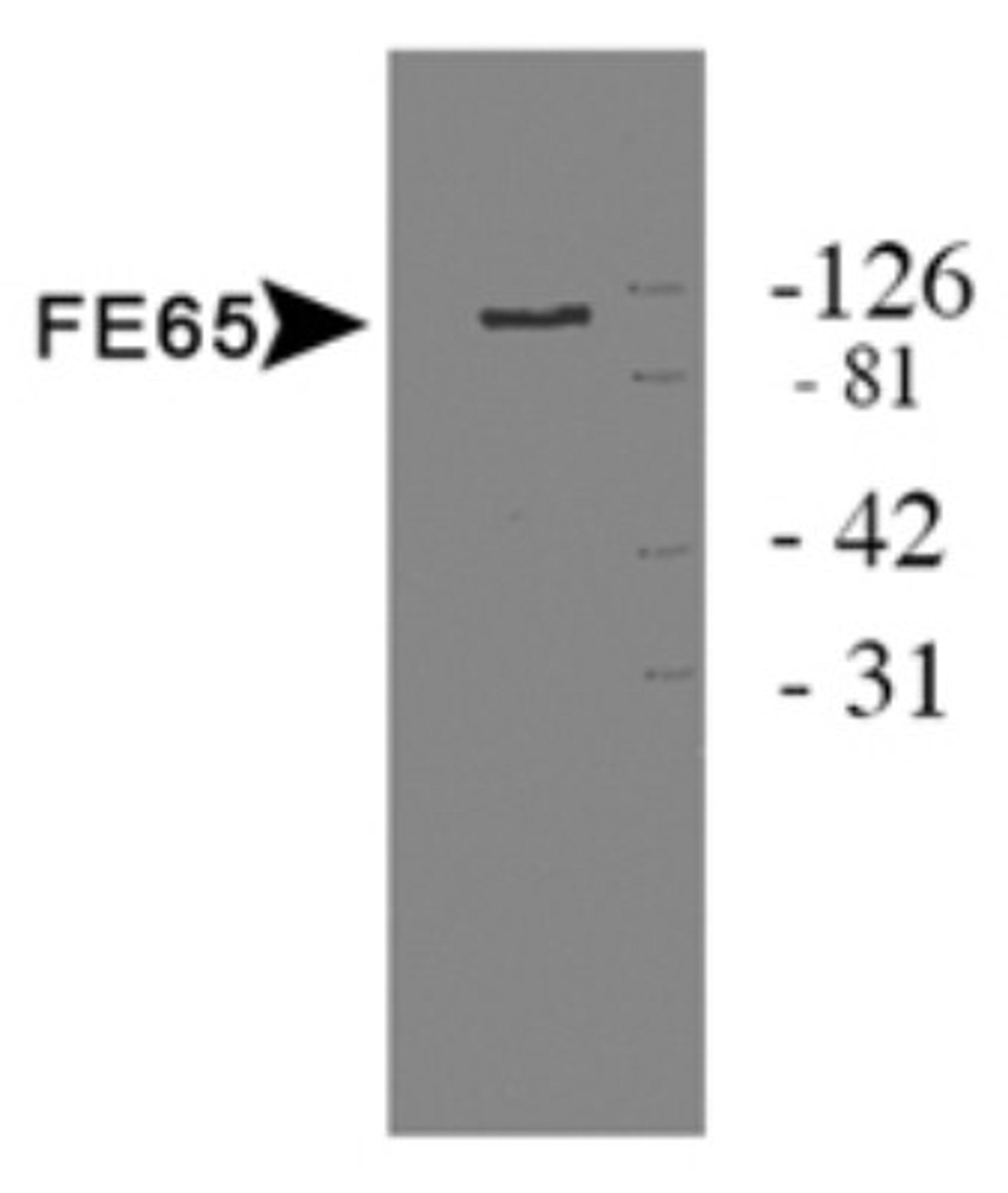 Western Blot: FE65 Antibody [NB110-58360] - Protein on HEK 293 cell lysate.