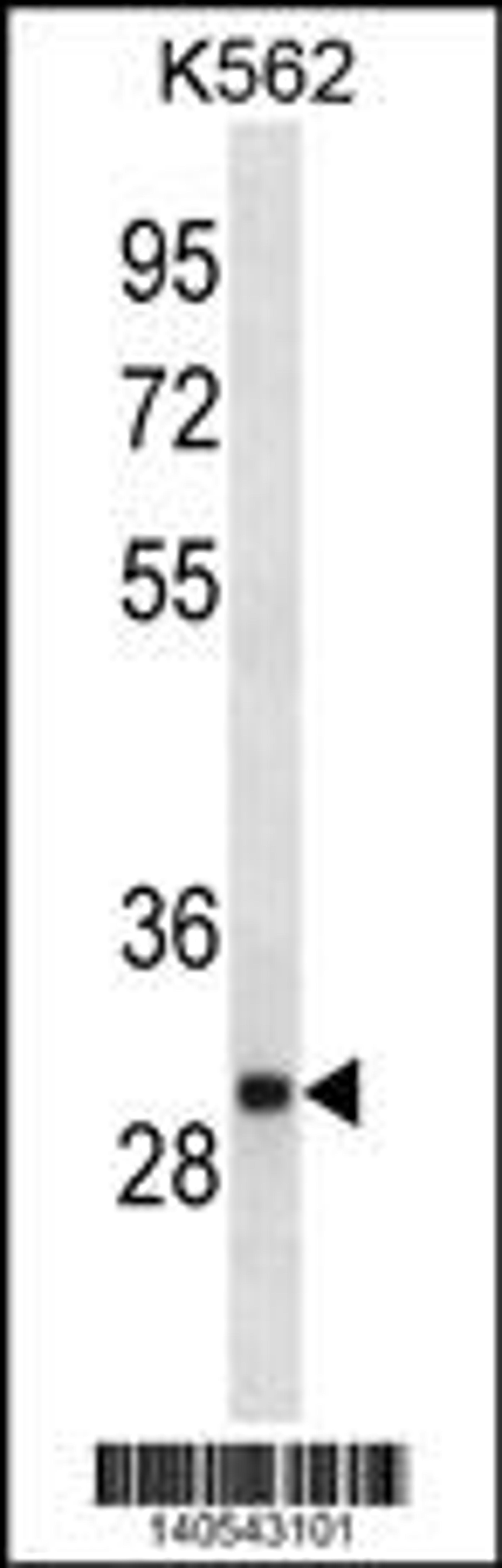 Western blot analysis in K562 cell line lysates (35ug/lane).