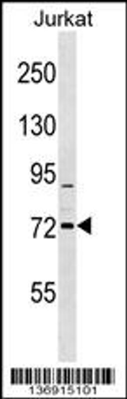 Western blot analysis in Jurkat cell line lysates (35ug/lane).