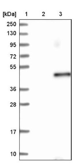 Western Blot: LRRC46 Antibody [NBP1-81189] - Lane 1: Marker [kDa] 250, 130, 95, 72, 55, 36, 28, 17, 10<br/>Lane 2: Negative control (vector only transfected HEK293T lysate)<br/>Lane 3: Over-expression lysate (Co-expressed with a C-terminal myc-DDK tag (~3.1 kDa) in mammalian HEK293T cells, LY409563)