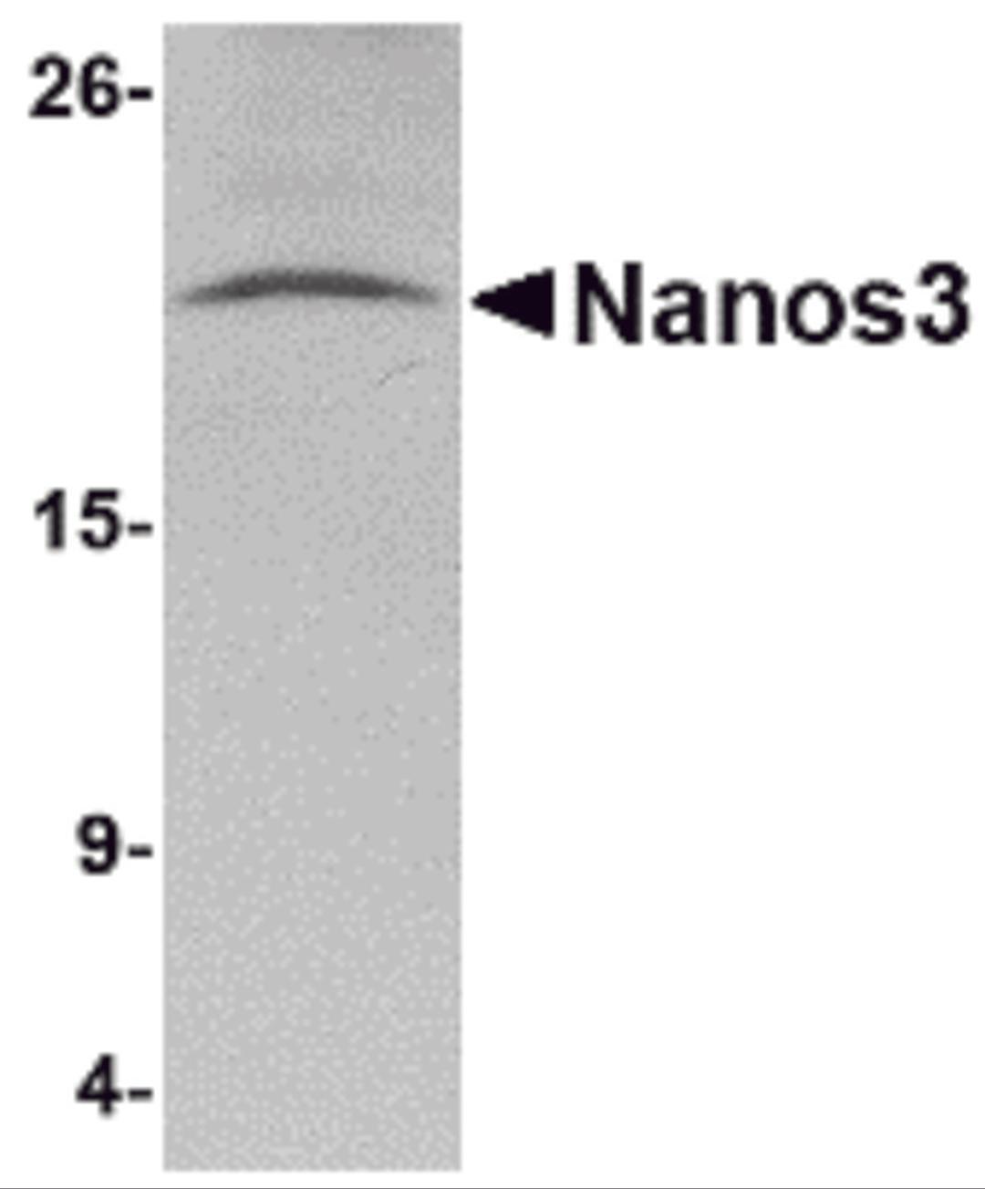 Western blot analysis of Nanos3 in human brain tissue lysate with Nanos3 antibody at 2 μg/mL.