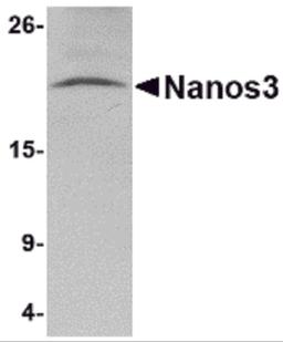 Western blot analysis of Nanos3 in human brain tissue lysate with Nanos3 antibody at 2 μg/mL.
