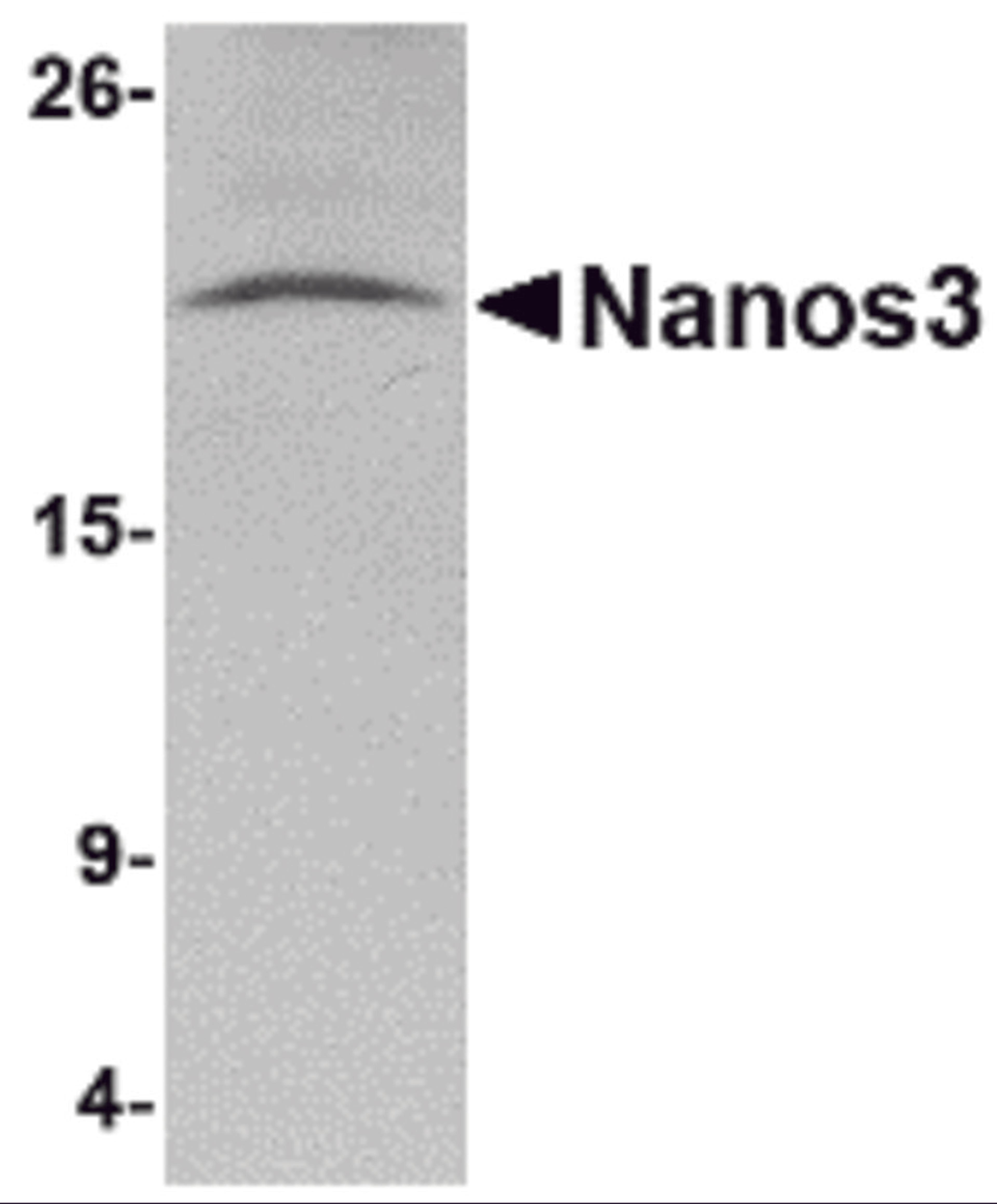 Western blot analysis of Nanos3 in human brain tissue lysate with Nanos3 antibody at 2 μg/mL.