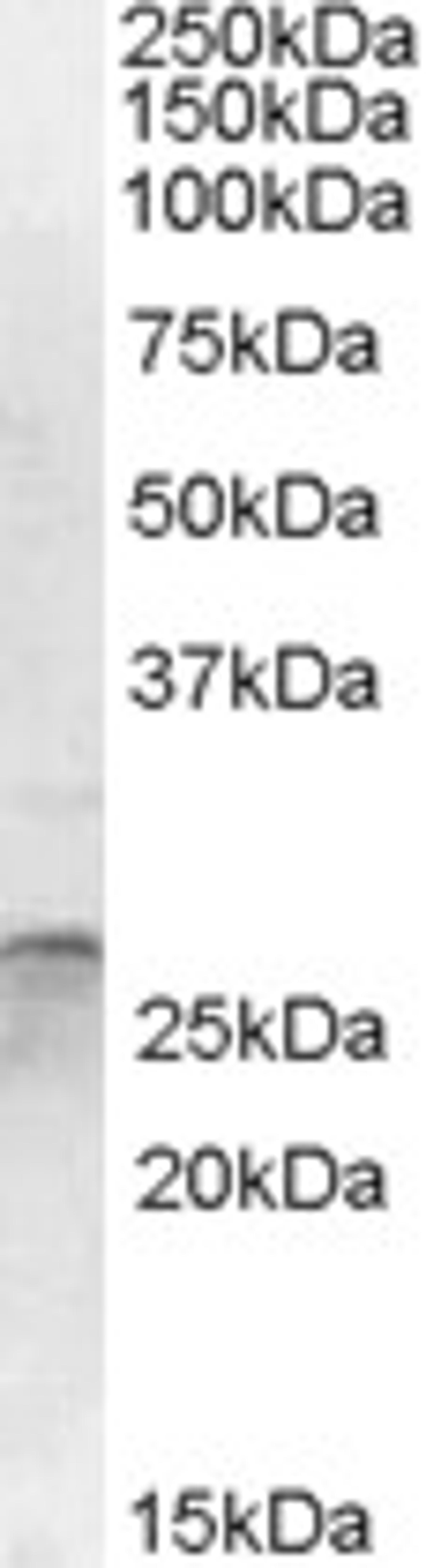 46-882 (1ug/ml) staining of Human Cerebellum lysate (35ug protein in RIPA buffer). Primary incubation was 1 hour. Detected by chemiluminescence.