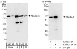 Detection of human and mouse Atlastin-3 by western blot (h and m) and immunoprecipitation (h).