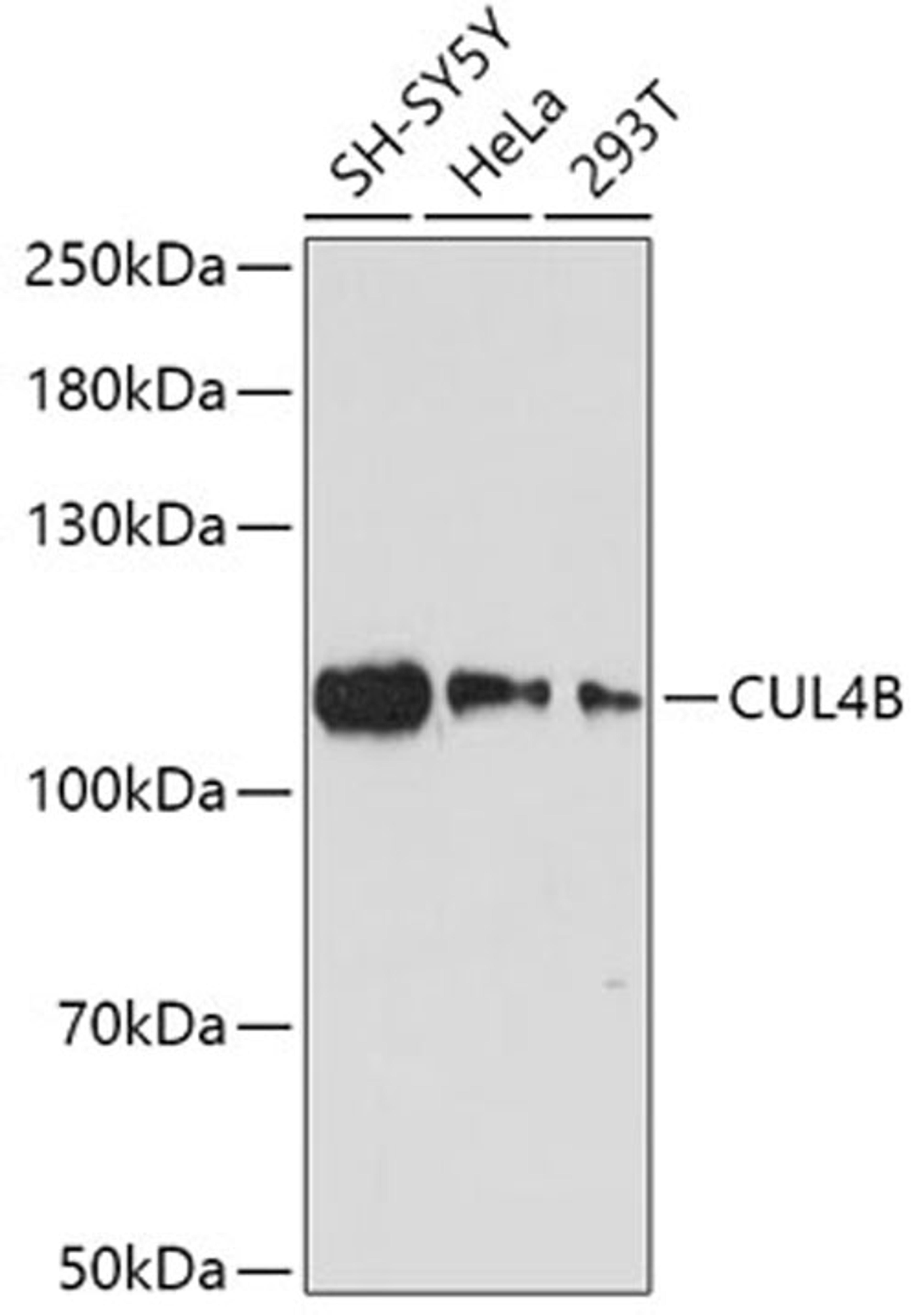 Western blot - CUL4B antibody (A12696)