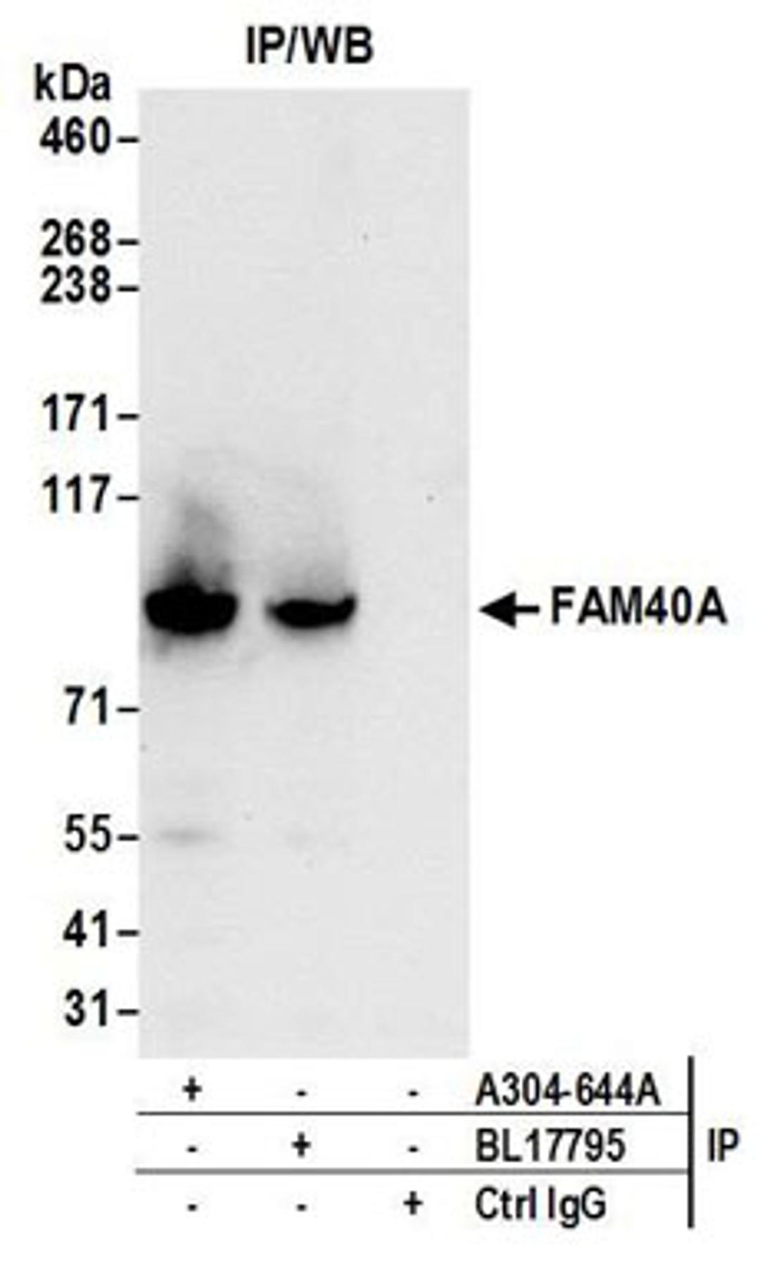 Detection of human FAM40A by western blot of immunoprecipitates.